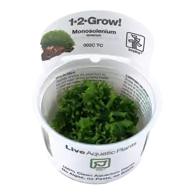 Monosolenium tenerum 1-2-Grow!