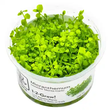 Monte Carlo (Micranthemum tweediei) 1-2-Grow!