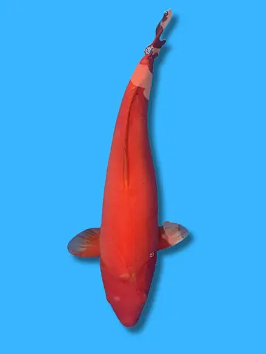 70cm Japanese Imported Doitsu Benigoi - Marusei - ICF1 - 20