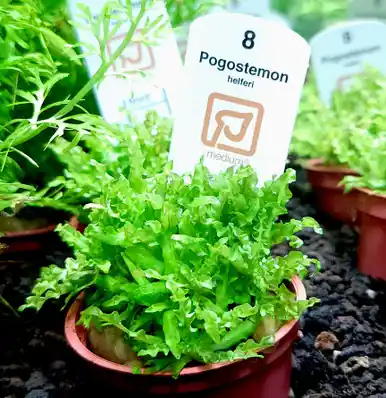 Pogostemon helferi (Tropica)