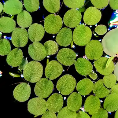 Water Spangles (Salvinia minima) - FFP