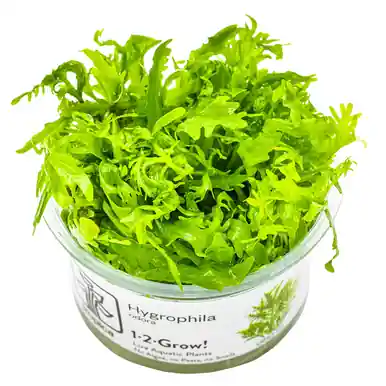 Hygrophila odora 1-2-Grow!