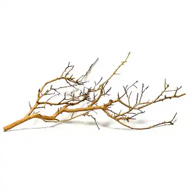 Fan Wood Large - sr aquaristik