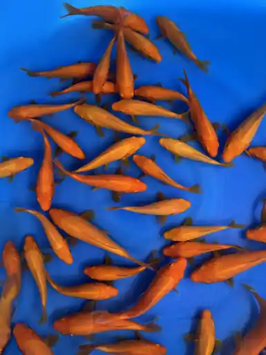 Dainichi Benigoi 5-7" Pond Pack