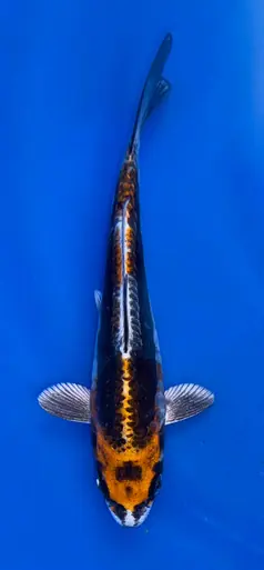 15cm Japanese Imported Doitsu Kujaku - Koshiji - ICF10 - 26