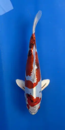 27cm Japanese Imported Beni Kikokuryu- Aokiya - QT9 - 34