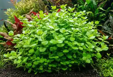 Bacopa australis (Tropica)