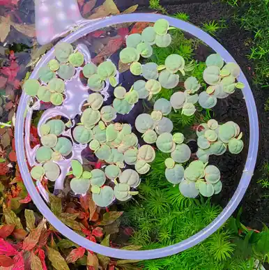 Floating Plant Ring 8" (Large) - jermack