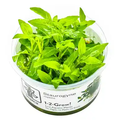 Staurogyne repens 1-2-Grow!