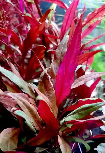 Alternanthera reineckii 'Pink' (Tropica)