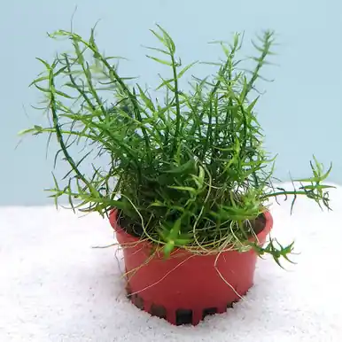 Gratiola viscidula - FFP