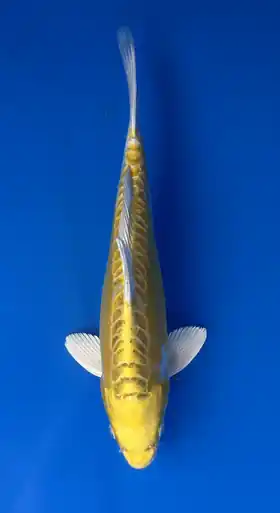 30cm Japanese Imported Yellow Dragon- Aokiya - QT9 - 15