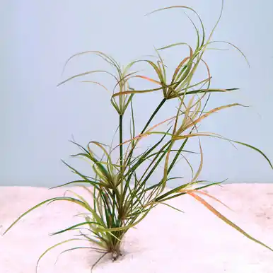 Juncus repens - jermack