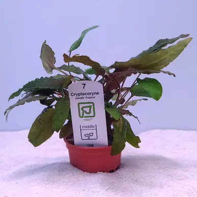 Cryptocoryne wendtii 'Tropica' (Tropica)