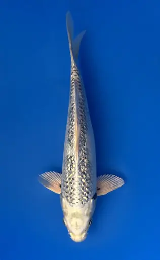 30cm Japanese Imported Ginrin Ginga - Aokiya - QT9 - 6