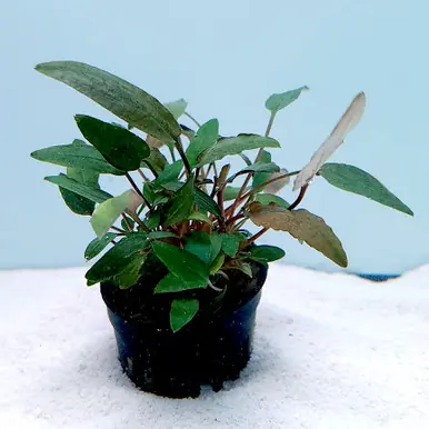 Cryptocoryne wendtii 'Mi Oya' - UNS