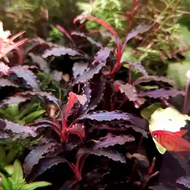 Bucephalandra 'Kedagang' (Tropica)