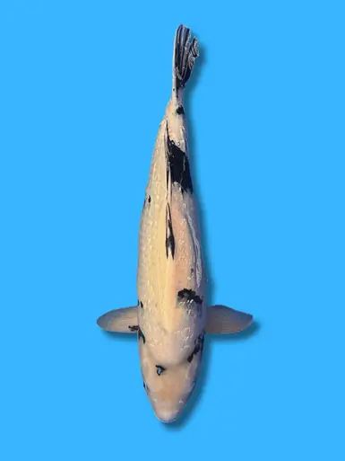 67cm Japanese Imported Ginrin Shiro Utsuri - Marusei - ICF1 - 7