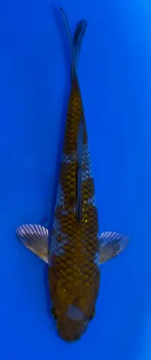 15cm Japanese Imported Ginrin Ochiba - Koshiji - ICF7 - 10
