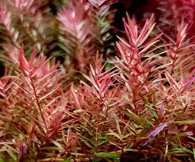 Rotala rotundifolia 'Vietnam H'ra' - jermack