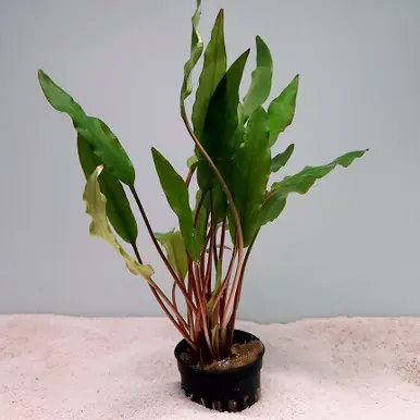 Cryptocoryne 'Sri Lanka' - UNS