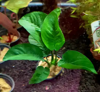 Anubias barteri 'Butterfly' - UNS