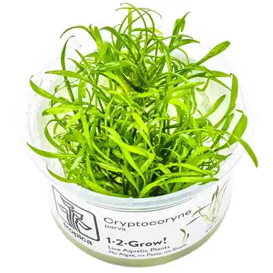 Cryptocoryne parva 1-2-Grow!