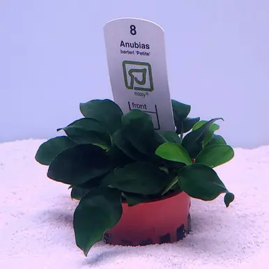 Anubias barteri 'nana petite' (Tropica)