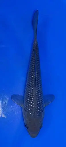 17cm Japanese Imported Pearlscale Soragoi -Koshiji - ICF10 - 5