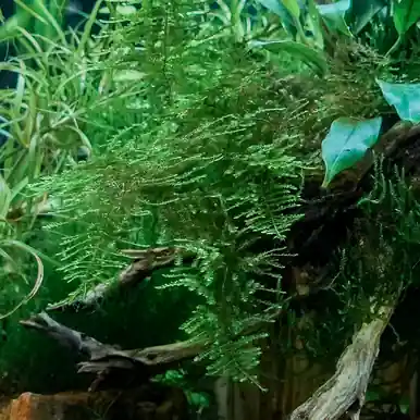 Christmas Moss (Vesicularia montagnei) - jermack