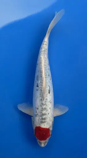 30cm Japanese Imported Doitsu Tancho Goshiki- Aokiya - QT9 - 16