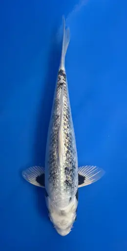 34cm Japanese Imported Ginrin Ginga - Aokiya - QT9 - 3