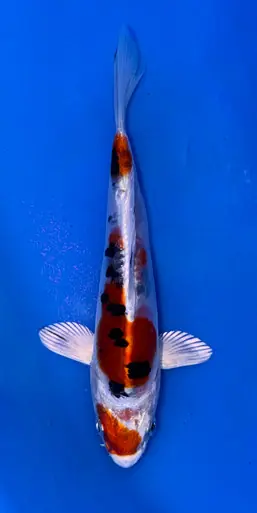 13cm Japanese Imported Beni Kikokuryu - Koshiji - ICF10 - 18