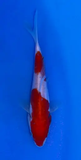 13cm Japanese Imported Doitsu Kohaku - Koshiji - ICF10 - 29