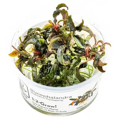 Bucephalandra Kedagang 1-2-Grow!
