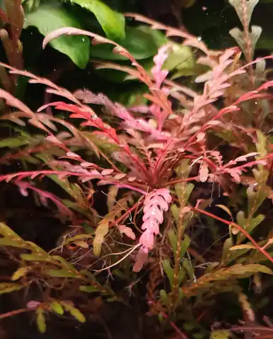 Hygrophila pinnatifida - FFP