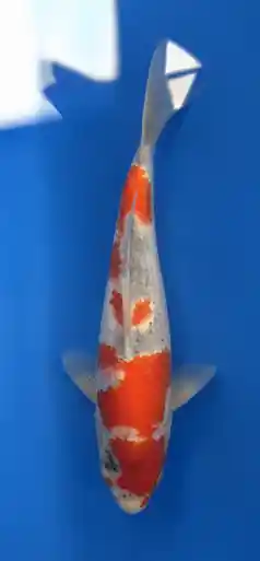 29cm Japanese Imported Goshiki- Aokiya - QT9 - 21