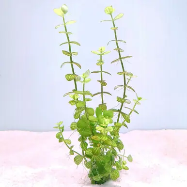 Watermelon Plant (Lindernia rotundifolia) - UNS