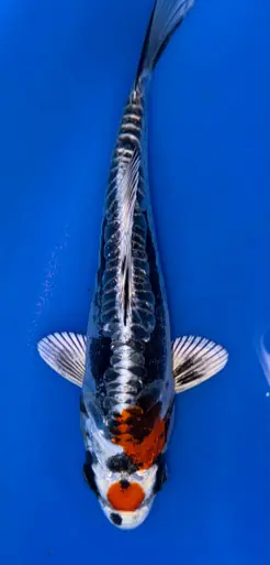 17cm Japanese Imported Beni Kikokuryu - Koshiji - ICF7 - 6