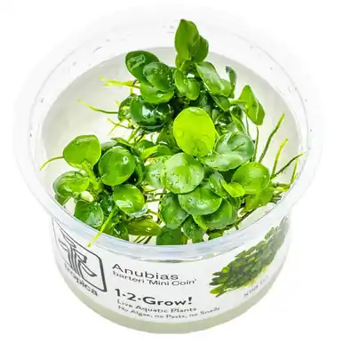 Anubias barteri 'Mini Coin' 1-2-Grow!
