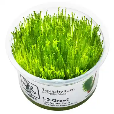 Taxiphyllum 'Spiky' 1-2-Grow!