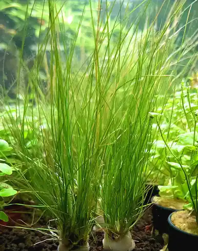 Eriocaulon breviscapum ‘Feather Duster’ - UNS