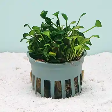 Marsilea minuta - FFP