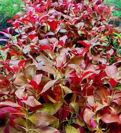 Ludwigia glandulosa var. Diamond - UNS