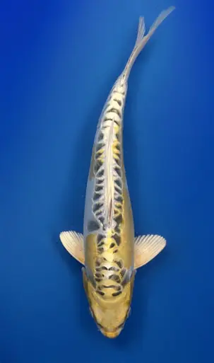 30cm Japanese Imported Yellow Dragon- Aokiya - QT9 - 11