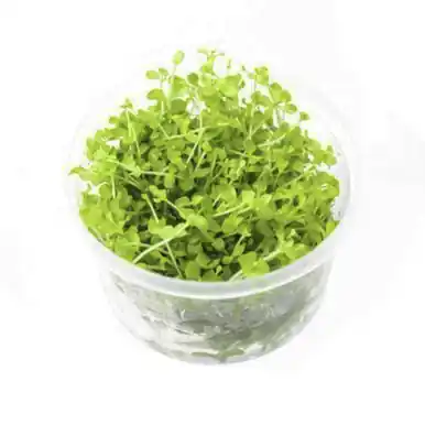 UNS Tissue Culture - Monte Carlo (Micranthemum tweediei)