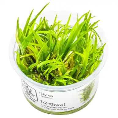 Blyxa japonica 1-2-Grow!
