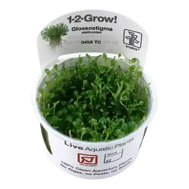 Glossostigma elatinoides 1-2-Grow!