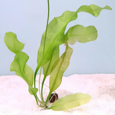 Aponogeton ulvaceus (bulb) - jermack