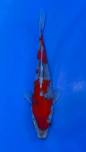 14cm Japanese Imported Goshiki - Koshiji - ICF10 - 33